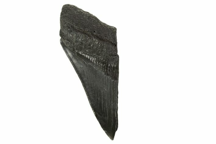 Partial Fossil Megalodon Tooth - Serrated Blade #332324